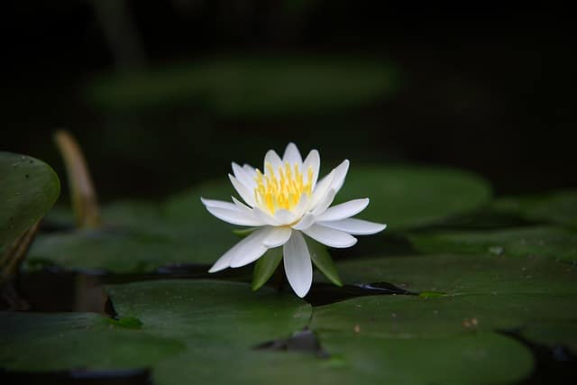 Fleur de lotus- Frédérique Delhomais Fleur de lotus pour soi